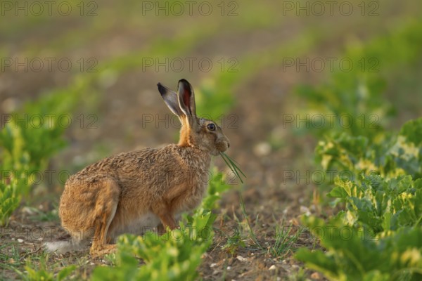 European brown hare (Lepus europaeus) adult animal feeding in a farmland sugar beet crop in the summer, England, United Kingdom, Europe