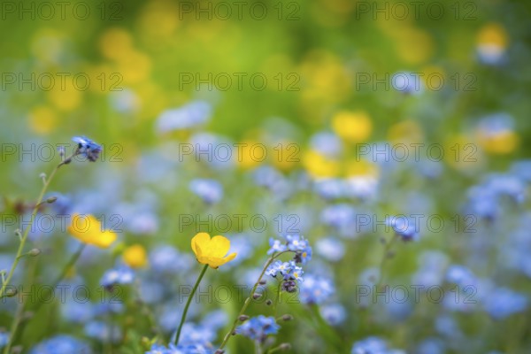 Yellow buttercups (Ranunculus acris) and wild blue-flowering forget-me-nots (Myosotis) in a meadow. Focus on a yellow flower in the foreground, flowers in the background out of focus. Close-up