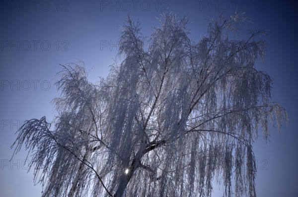 Birch, backlight, hoar frost, hoarfrost, winter, wintry, Stuttgart, Baden-Württemberg, Germany, Europe