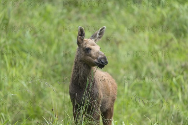 Moose (Alces alces) calf standing on a wet meadow. Green grass around