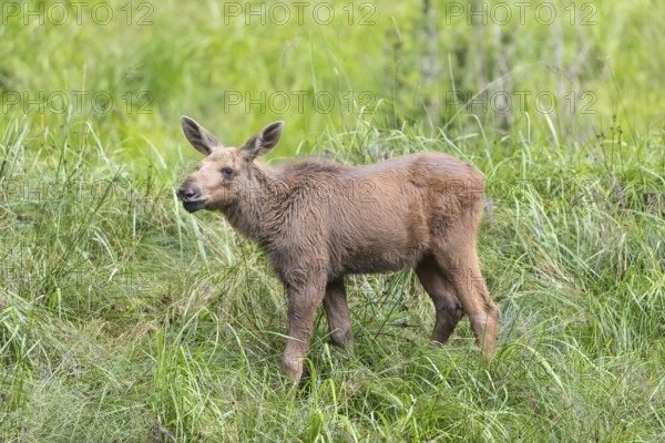 Moose (Alces alces) calf standing on a wet meadow. Green grass around