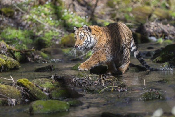 One young female Siberian Tiger, Panthera tigris altaica, standing on shore of a creek in a forest. Early morning light