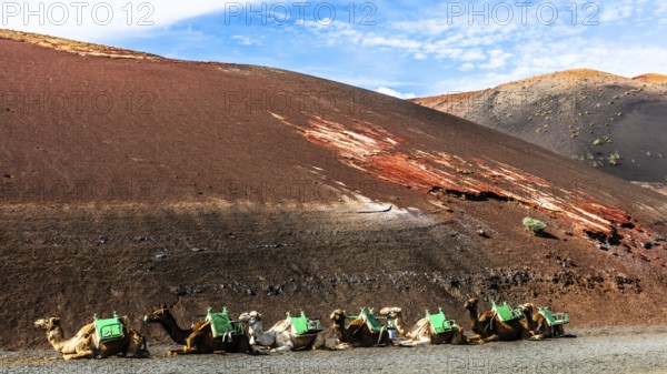 2016, Timanfaya National Park, Lanzarote, Fire Mountains of Timanfaya National Park, Montanas del Fuego, ESP, Spain, Canary Islands, Canary Islands, Atlantic Ocean, Lanzarote, biosphere reserve, volcano, volcanism, volcanic island, lava fields, island, camels, dromedary, camello, date taken, Europe