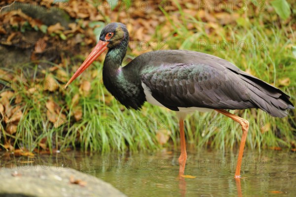 A black stork stands in the water of a pond surrounded by grass and autumn leaves, black stork (Ciconia nigra), Bavaria