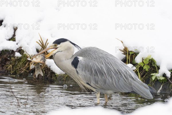 A grey heron (Ardea cinerea) standing in water with snow and a fish in its beak, Hesse, Germany, Europe