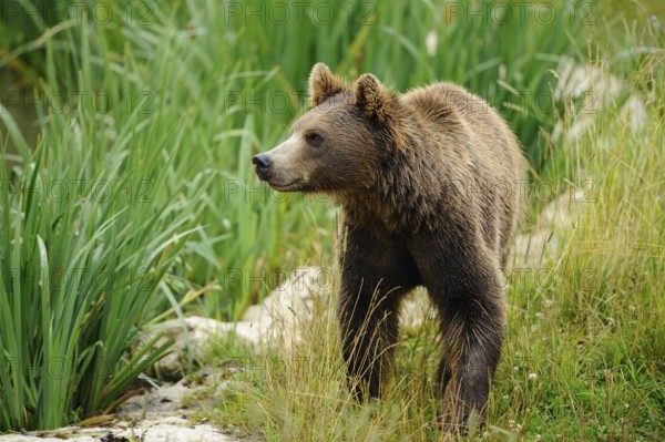 An attentive bear moves across the meadow, Eurasian brown bear (Ursus arctos arctos), Bavarian Forest National Park