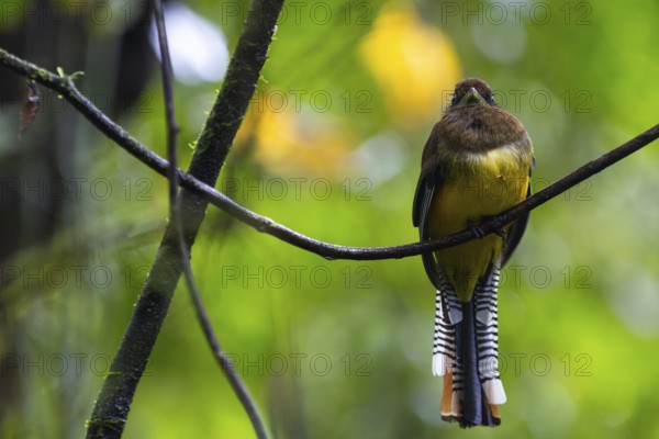 Black-throated Trogon (Trogon rufus), Trogons (Trogonidae), Sierpe, Puentarenas, Costa Rica, Central America