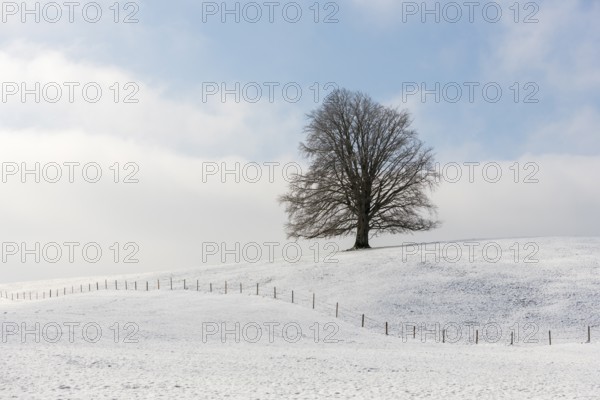 Single tree on snow-covered hill against blue sky, Neuschwanstein, Ried, Ostallgäu, Allgäu, Swabia, Upper Bavaria, Bavaria, Germany, Europe