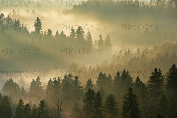 Fog and forest in the light of the setting sun, Baar, Canton Zug, Switzerland, Europe