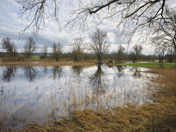 Floodplain landscape with pastures on the flooded Lorze, Maschwanden, Canton Zurich, Switzerland, Europe
