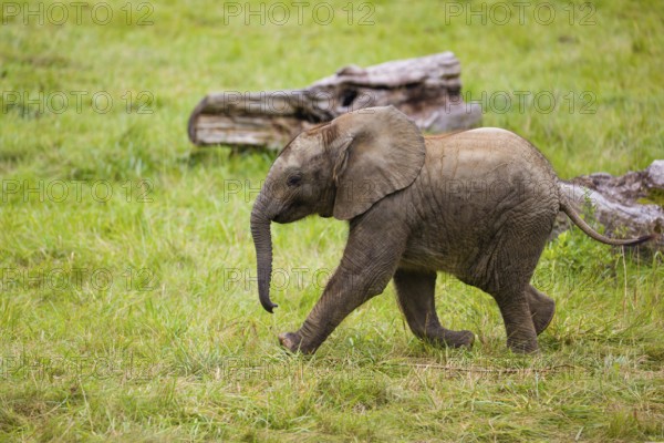 4 months old African baby elephant (Loxodonta africana) walks over a green meadow