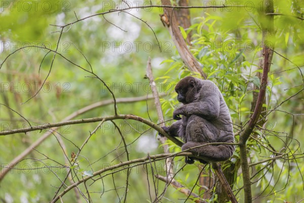 A common woolly monkey, brown woolly monkey, or Humboldt's woolly monkey (Lagothrix lagothricha) climbs in a tree