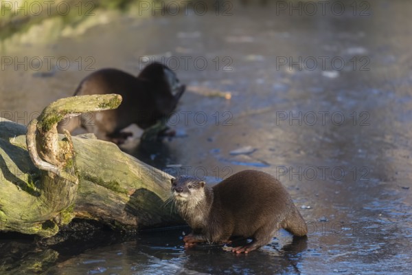 Two oriental small-clawed otter or Asian small-clawed otter (Aonyx cinerea), play with a small piece of ice on a frozen pond