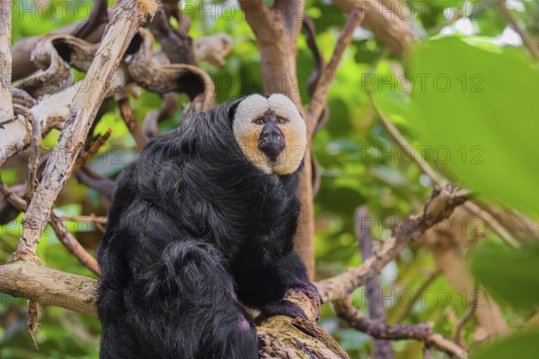 Portrait of a male white-faced saki (Pithecia pithecia) sitting in a tree