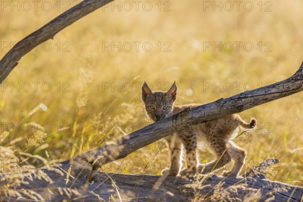 One young (10 weeks old) male Eurasian lynx, (Lynx lynx), walking over a rotten tree. Backlit condition