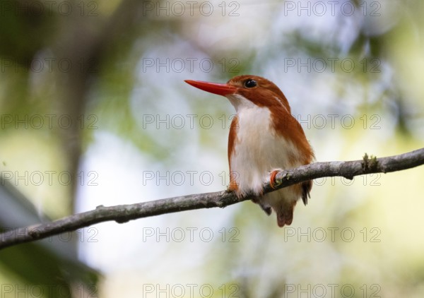 Pygmy kingfisher (ispidina madagascariensis) in the rainforests of eastern Madagascar