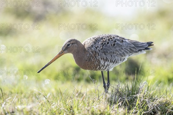 Black-tailed godwit (Limosa limosa), Lower Saxony, Germany, Europe