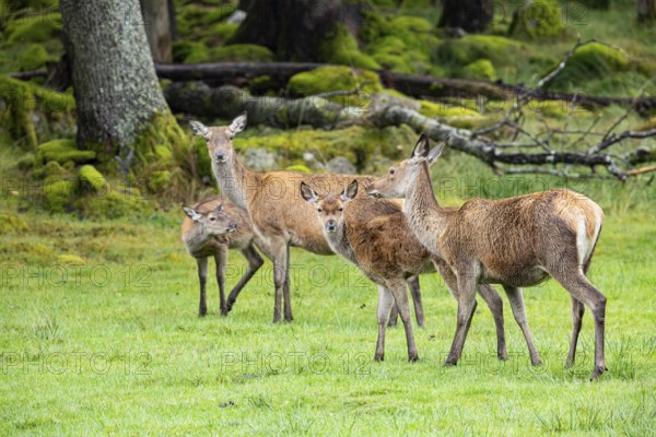 Red deer (Cervus elaphus) cow with calf captive Germany