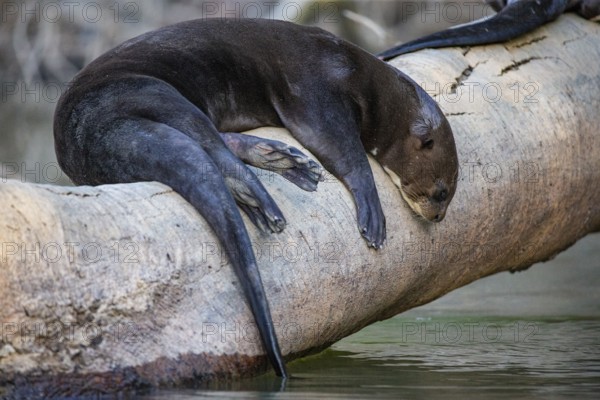 Giant otter (Pteronura brasiliensis) Pantanal Brazil