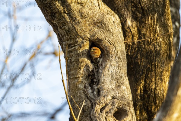 Brazilian Pygmy Owl Claucidium brasilianum) Pantanal Brazil