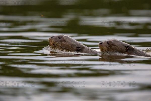 Giant otter (Pteronura brasiliensis) Pantanal Brazil