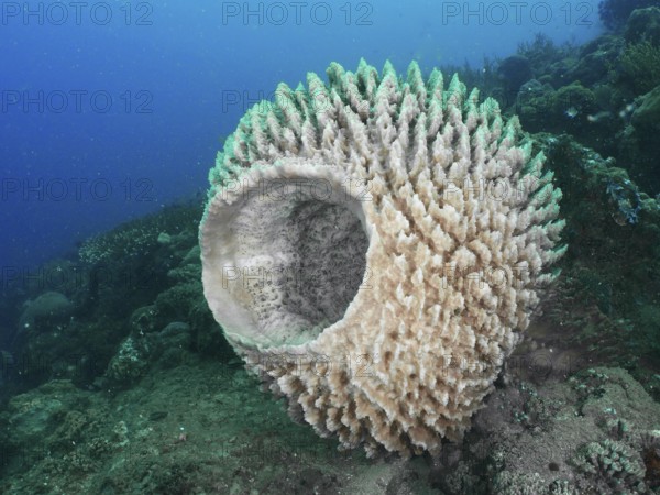 Barrel sponge, barrel sponge (Xestospongia testudinaria) in the middle of an ocean scene, dive site Spice Reef, Penyapangan, Bali, Indonesia, Asia