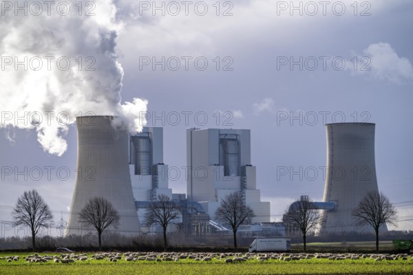 RWE Power lignite-fired power plant Neurath, near Grevenbroich, power plant units F and G, cooling towers, country road, sheep on a pasture in front of the lignite-fired power plant, North Rhine-Westphalia, Germany, Europe