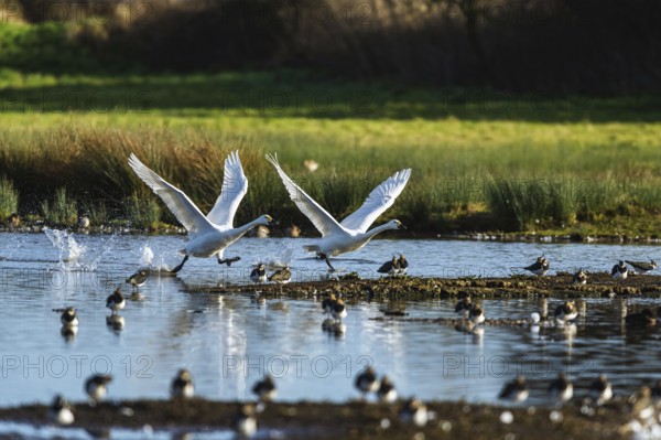 Tundra Swan, Bewick's Swan, Cygnus columbianus in flight at winter in Slimbridge, England, United Kingdom, Europe