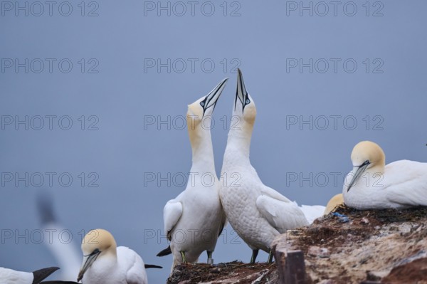 Northern gannet (Morus bassanus) couple greeting each other with their beaks, wildlife, Helgoland, Germany, Europe