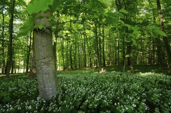 A green forest with many trees and a blooming meadow full of white flowers flooded with sunlight, woodruff (Asperula odorata), Franconia