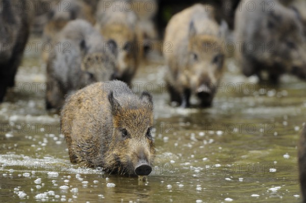 A group of wild boar moving through the water, wild boar (Sus scrofa), Hesse