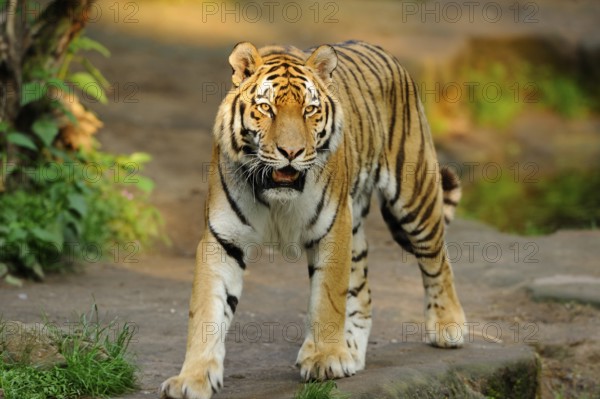 A determined tiger about to roam the natural environment, Siberian tiger (Panthera tigris altaica), captive, occurrence Russia