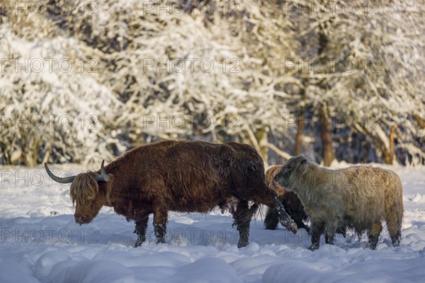 A highland cow (Bos primigenius taurus) and two calves stand at the edge of a forest on a snow-covered pasture. The cow tries to keep one calf at a distance