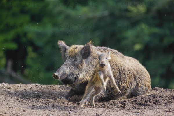 An adult wild boar or wild pig (Sus scrofa), throws a piglet up with its snout