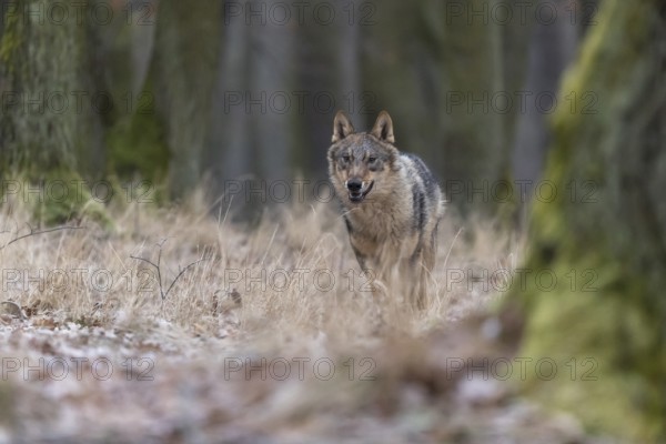 One young male eurasian gray wolf (Canis lupus lupus) running towards the camera over a forest floor with dead brown leaves on the ground