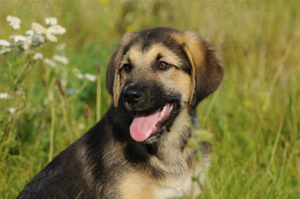 A cheerful puppy with open mouth sitting on a green meadow, mixed breed dog, Upper Palatinate