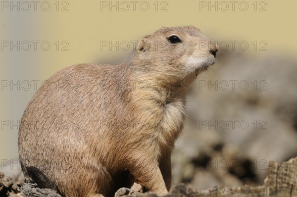 An upright prairie dog sits on wood and looks into the distance, black-tailed prairie dog (Cynomys ludovicianus), captive