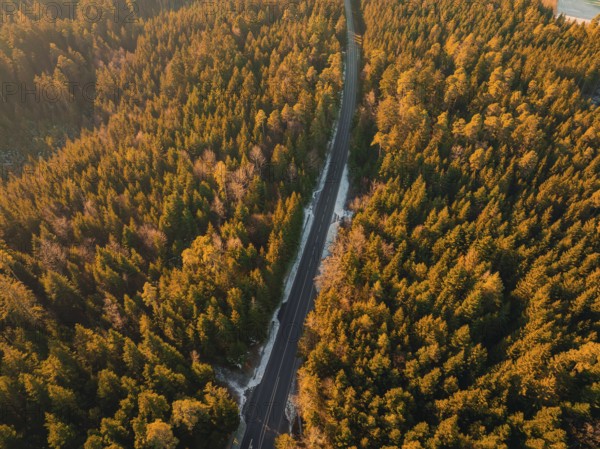 Road leads through dense forest in warm autumn colours, Seewald, Black Forest, Germany, Europe
