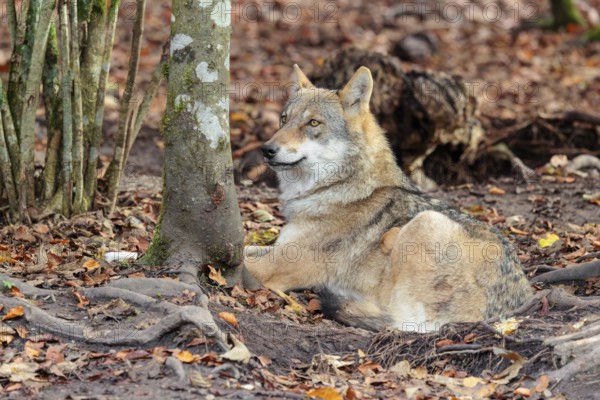 An adult female grey wolf (Canis lupus lupus) rests on the edge the forest