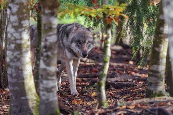 An adult male grey wolf (Canis lupus lupus) runs through the forest on a sunny autumn day