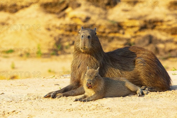 Capybara (Hydrochaeris hydrochaeris) Pantanal Brazil