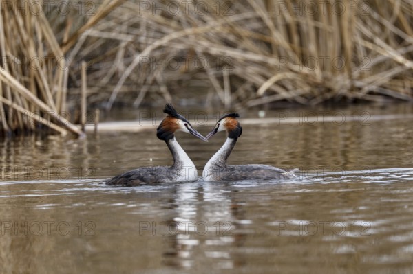 Great Crested Grebe (Podiceps cristatus), Rhineland-Palatinate, Germany, Europe