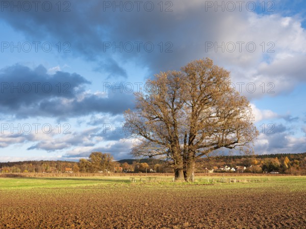 Ploughed field with huge solitary oak under blue sky with clouds in autumn, giant tree, natural monument, Thuringia, Germany, Europe