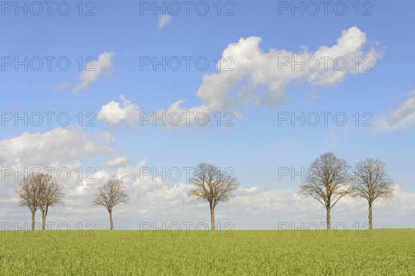 Row of trees, bare lime trees (Tilia) on a green grain field, blue cloudy sky, North Rhine-Westphalia, Germany, Europe
