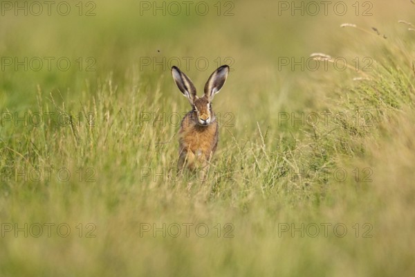 European hare (Lepus europaeus) Germany