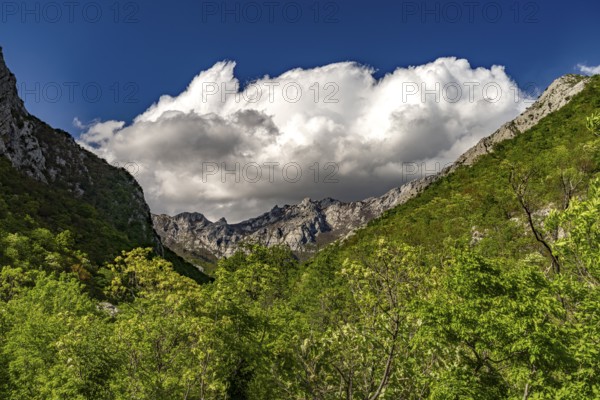 Beech forests in the Velika Paklenica gorge in Paklenica National Park, Croatia, Europe