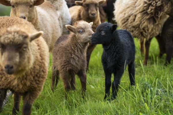 Two lambs, brown and black, sniffing each other, flock of sheep, Ouessant sheep (Breton dwarf sheep), grazing. Germany