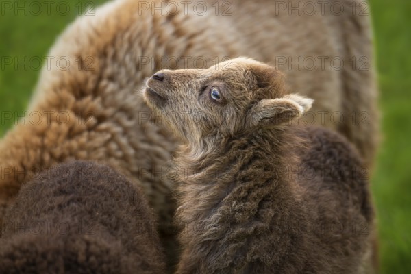 Brown lamb, portrait, stretching head up, other sheep, Ouessant sheep (Breton dwarf sheep), grazing. Germany