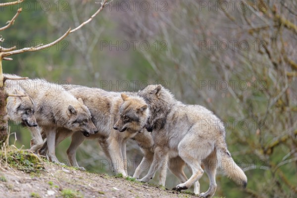 A pack of grey wolves (Canis lupus lupus) playing on a hill and showing social behaviour