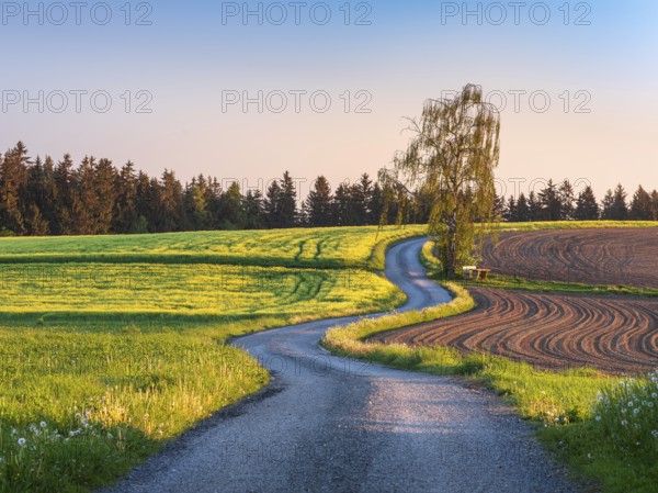 Field path winds through typical field landscape in spring in the morning light under blue sky, green meadow and ploughed field, Waldsassen, Upper Palatinate, Bavaria, Germany, Europe